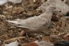Glaucous Gull at Private site with no public access (Steve Arlow) (79011 bytes) Glaucous Gull at Private site with no public access (Steve Arlow) (79011 bytes)
